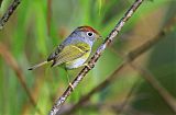 Chestnut-crowned Warblerborder=